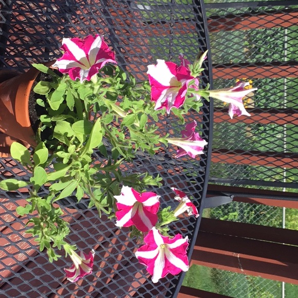 Meet your Posher, Lisa - Picture 1 of 1